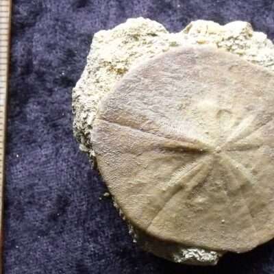 Sand Dollar on Matrix