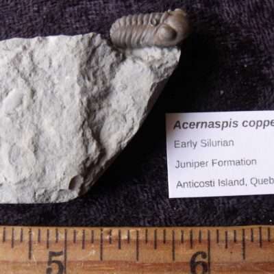 Anticosti Acernaspis Trilobite