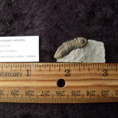 Acernaspis Fossil Trilobite