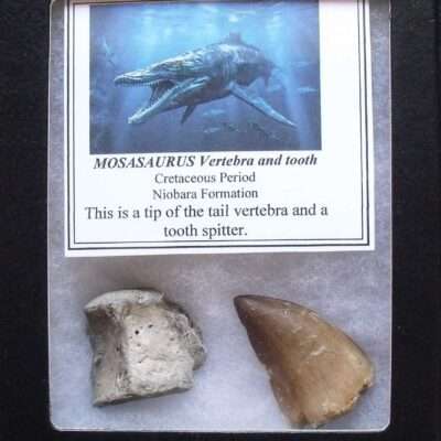 Mosasaur Tooth and Vertebra