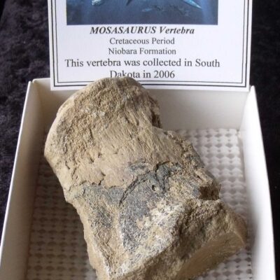Fossil Mosasaur Vertebra