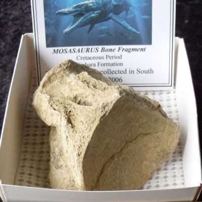 Mosasaur Caudal Vertebra
