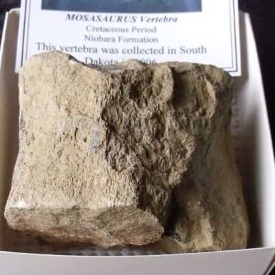 Mosasaurus Vertebra