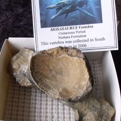 Mosasaur Thoracic Vertebra Fossil