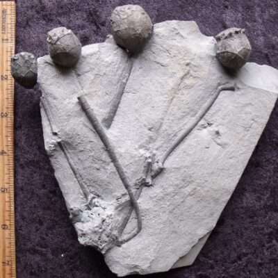 Five Fossil Cystoids