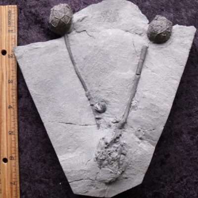 Double Caryocrinites Cystoid