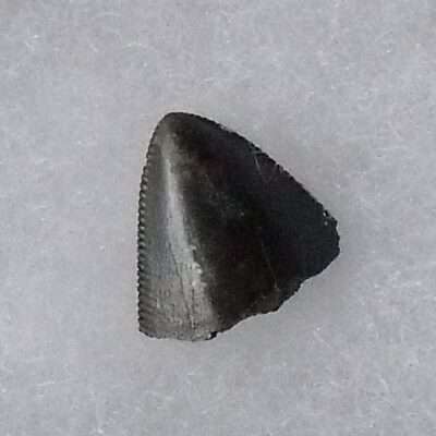 Fossil Tyrannosaurus Tooth