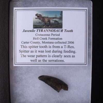 Fossil T-Rex Tooth Spitter