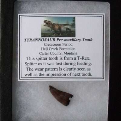 T-Rex Pre-maxillary Tooth