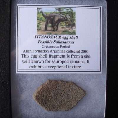 Fossil Dinosaur Eggshell