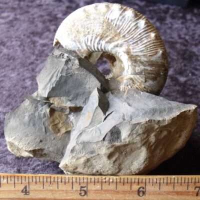 South Dakota Ammonite
