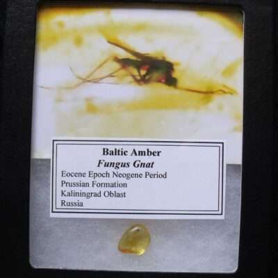 Fungus Gnat in Amber