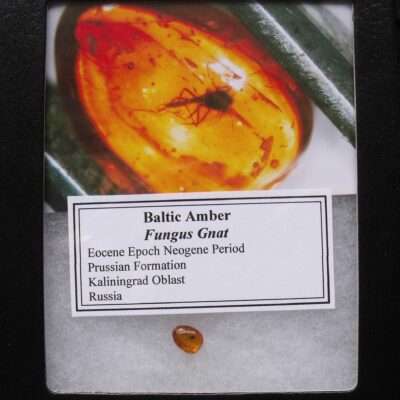 Baltic Amber Fungus Gnat