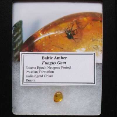 Detailed Baltic Amber Gnat