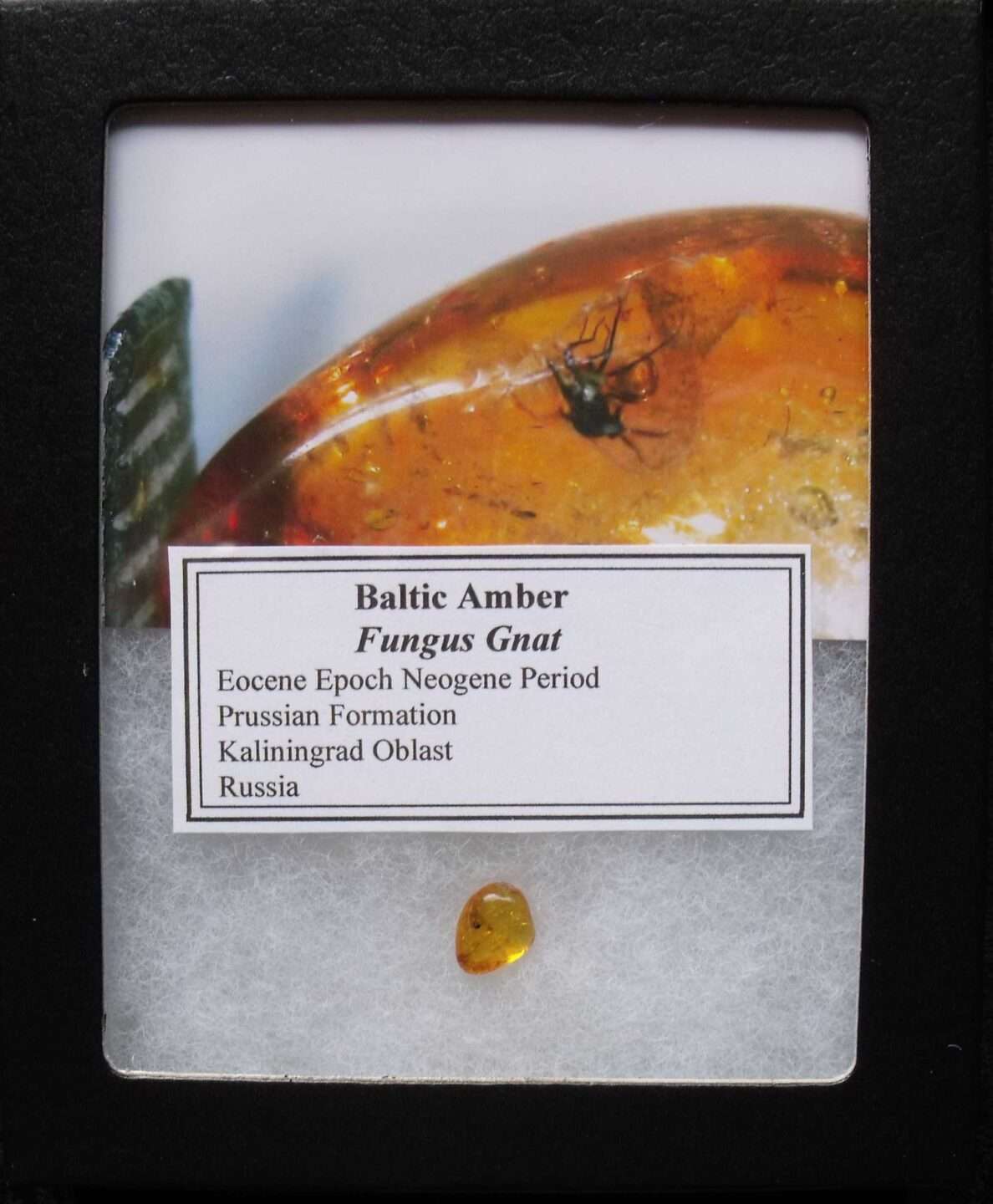 Detailed Baltic Amber Gnat