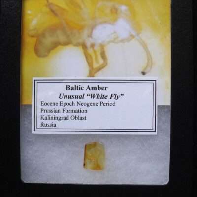 White Fly in Amber
