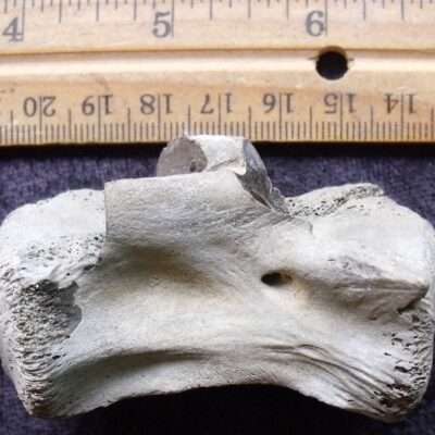 Fossil Billfish Vertebra