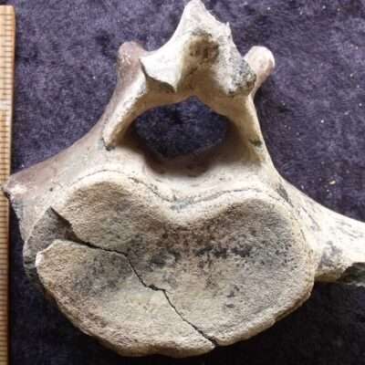Cetacean Whale Vertebra