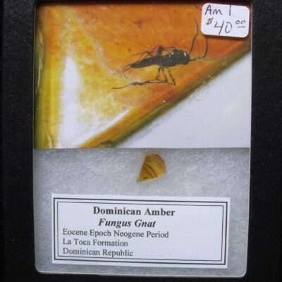 Amber Fossil Fungus Gnat