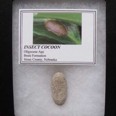 Fossilized Insect Cocoon