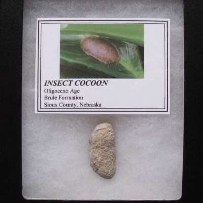Insect Cocoon Fossil