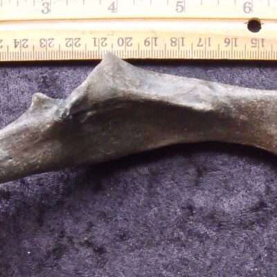 Fossil Mammal Pelvis