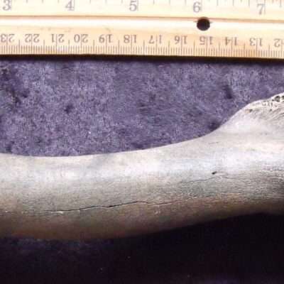 Fossil Horse Humerus