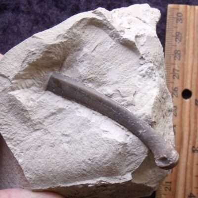 Fossil Oreodont Long Bone