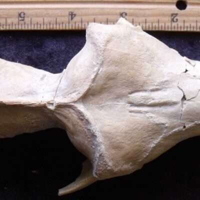 Oreodont Fossil Skull