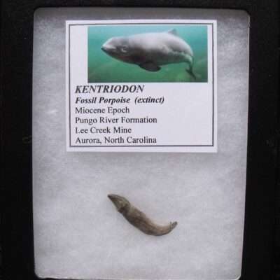 Fossil Porpoise Tooth
