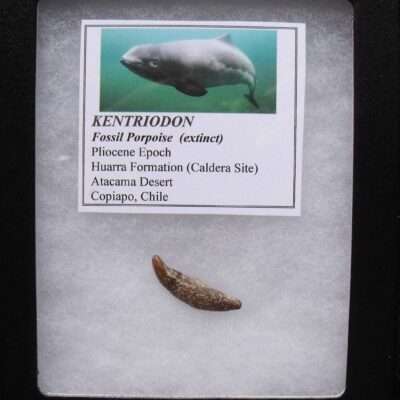 Kentriodon Porpoise Tooth Fossil