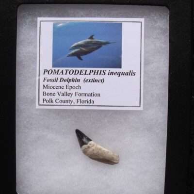 Fossil Dolphin Tooth