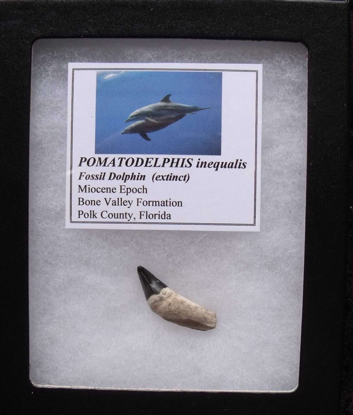 Fossil Dolphin Tooth
