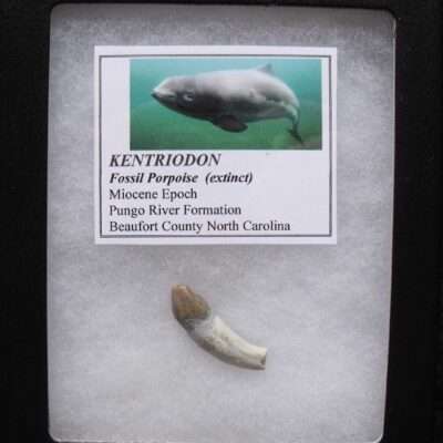 Fossil Kentriodon Porpoise
