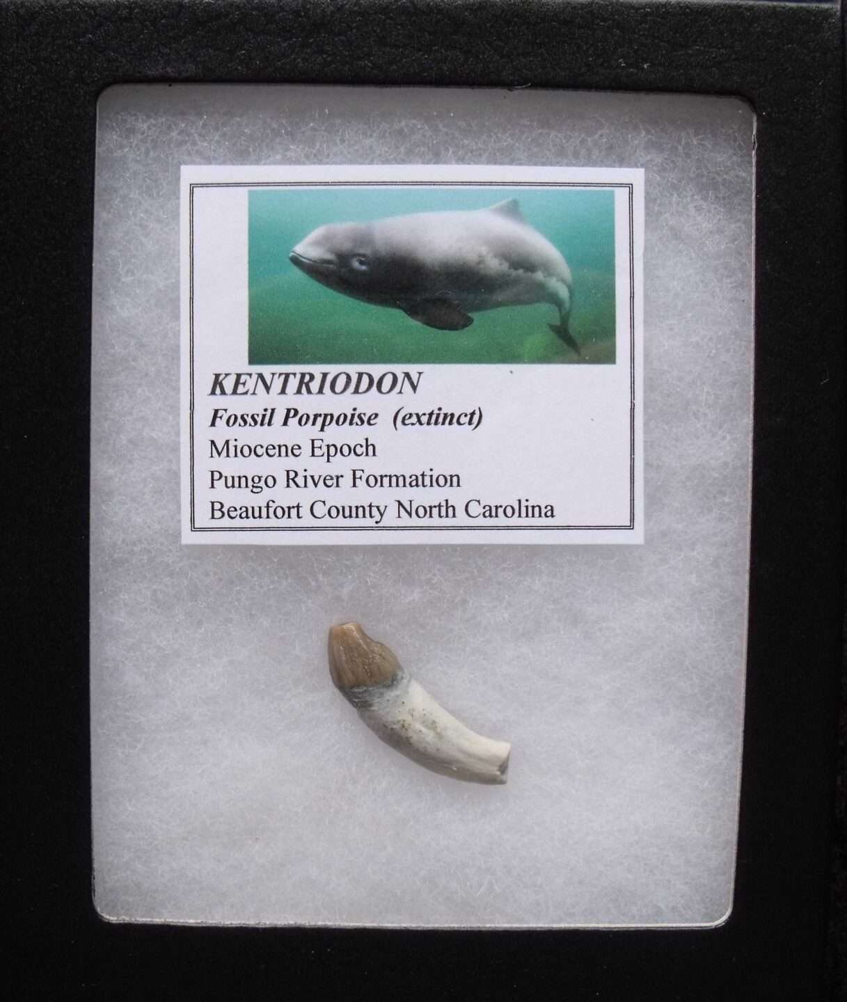 Fossil Kentriodon Porpoise