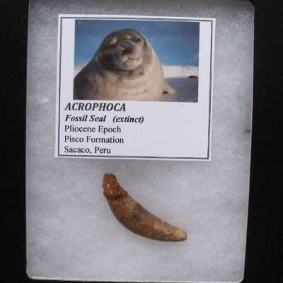 Fossil Seal Tooth