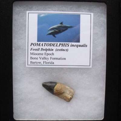 Dolphin Tooth Fossil