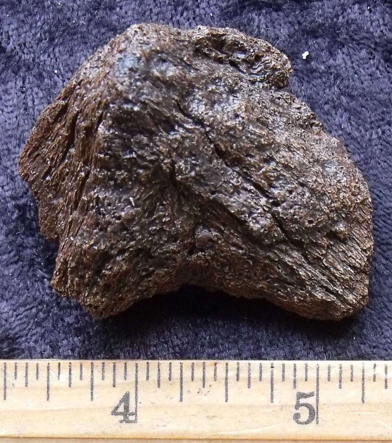 Triceratops Epijugal Bone - Image 2