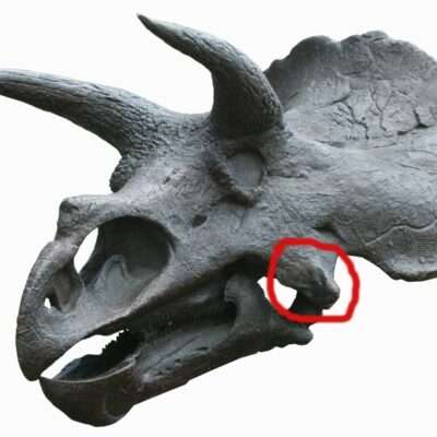 Triceratops Epijugal Bone