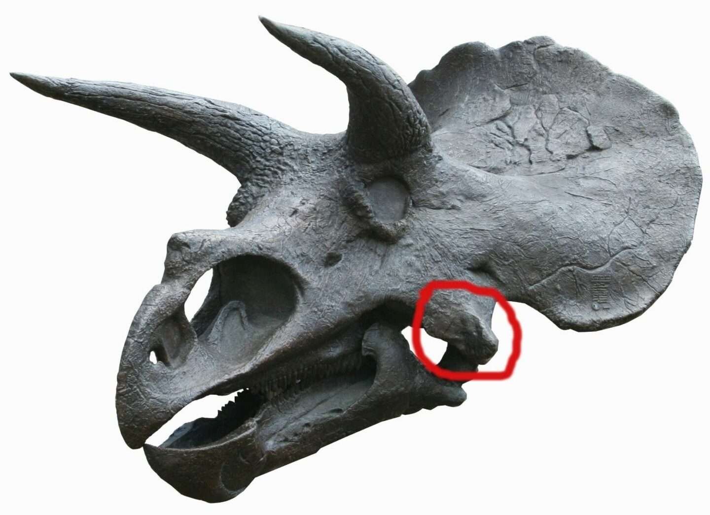 Triceratops Epijugal Bone