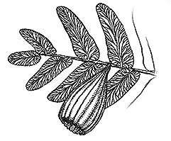 Trigonocarpus Fossil Seed - Image 2