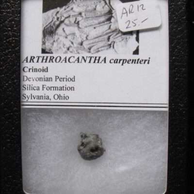 Arthroacantha Crinoid Calyx