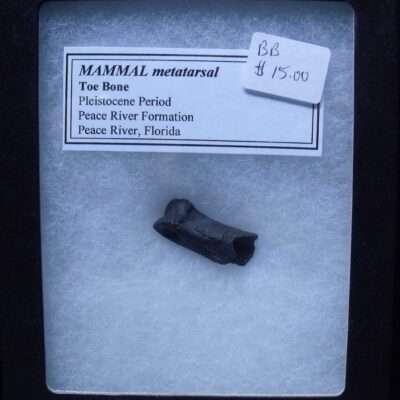 Fossil Mammal Metatarsal