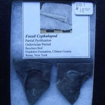 Beecher's Bed Fossil Cephalopod