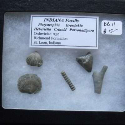Indiana Fossil Group
