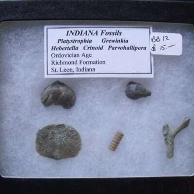 Indiana Fossil Sampler