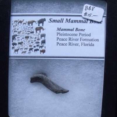 Fossil Small Mammal Bone