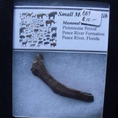 Fossil Small Mammal Rib