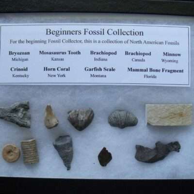 Beginners Fossil Collection