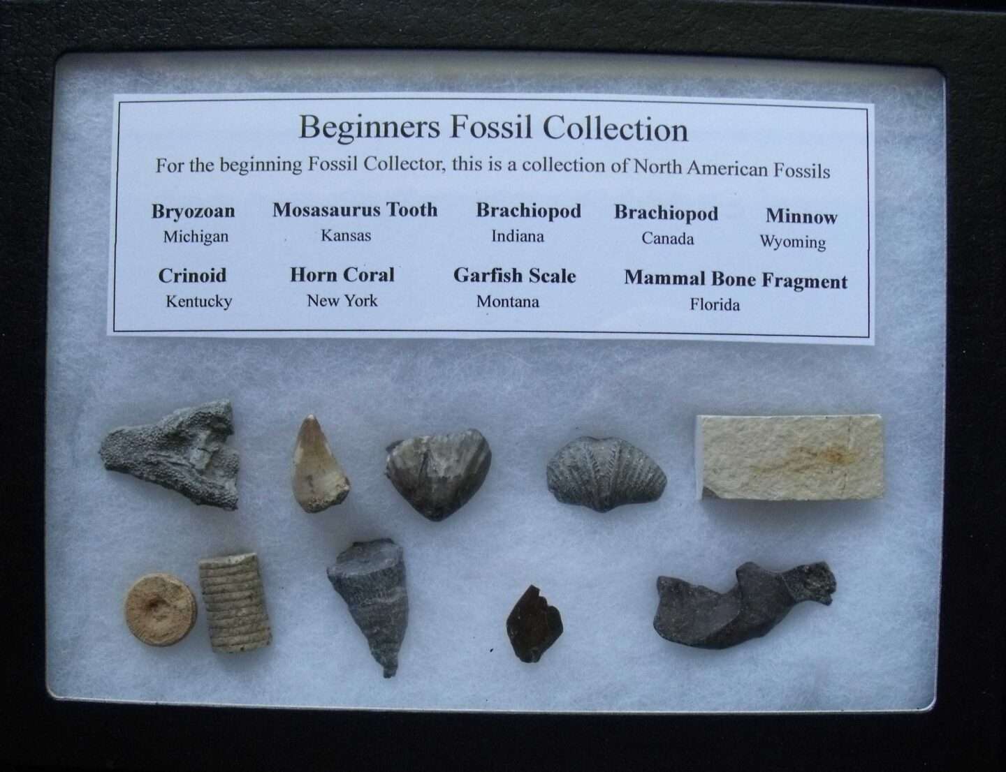 Beginners Fossil Collection